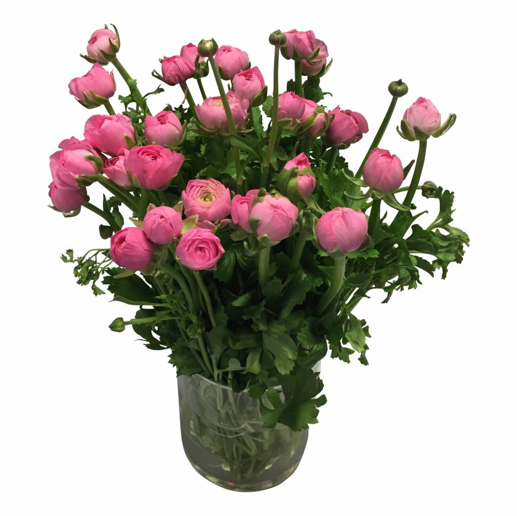 10 Ranunkeln Elegance Rosa