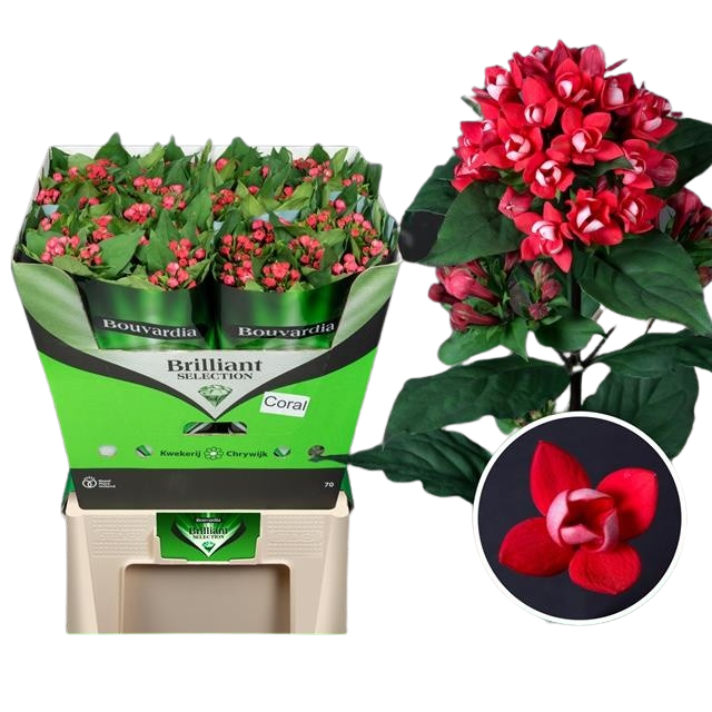 10 Stiele Bouvardia "Diamantkoralle"