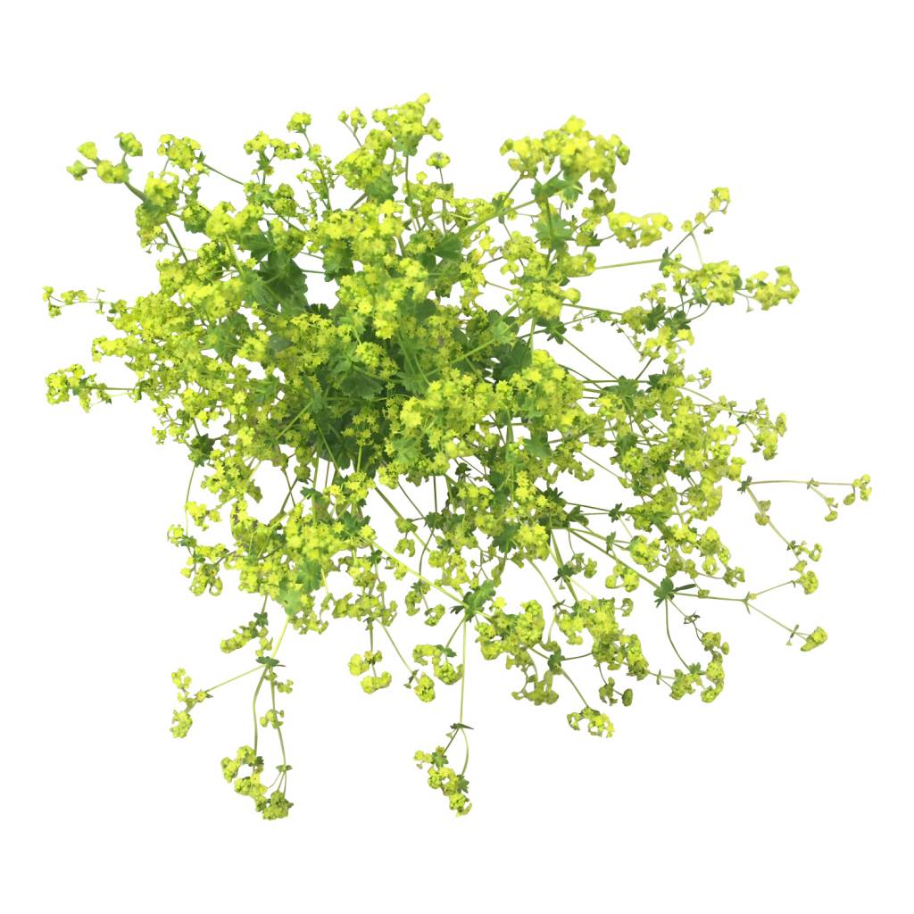 10 Alchemilla