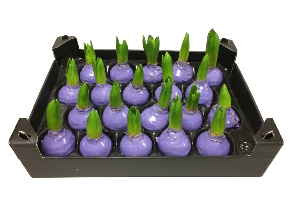 Gewachste Hyazinthenknollen Lavendel