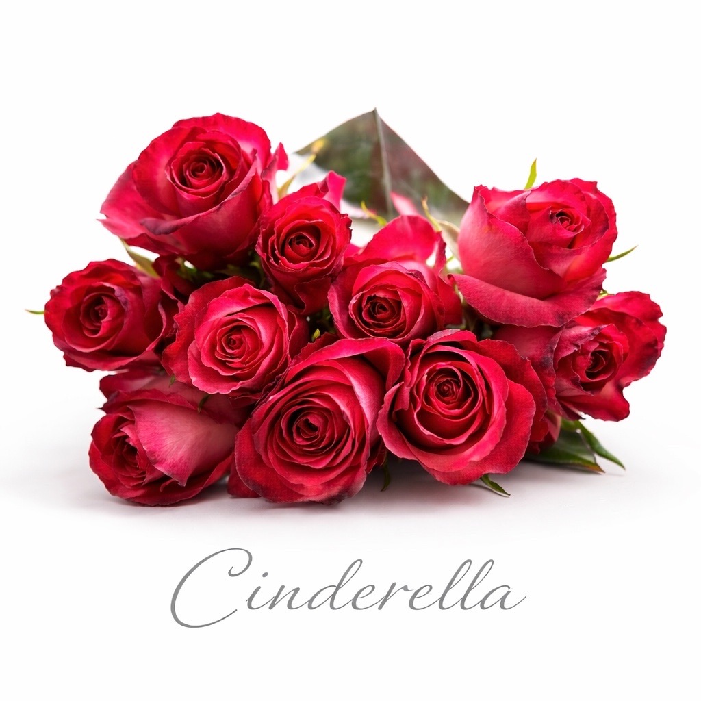 10 Rosen Bicolor Cinderella