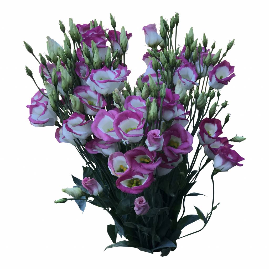 10 Eustoma Piccolo Hot Lips (Weiß-Pink)