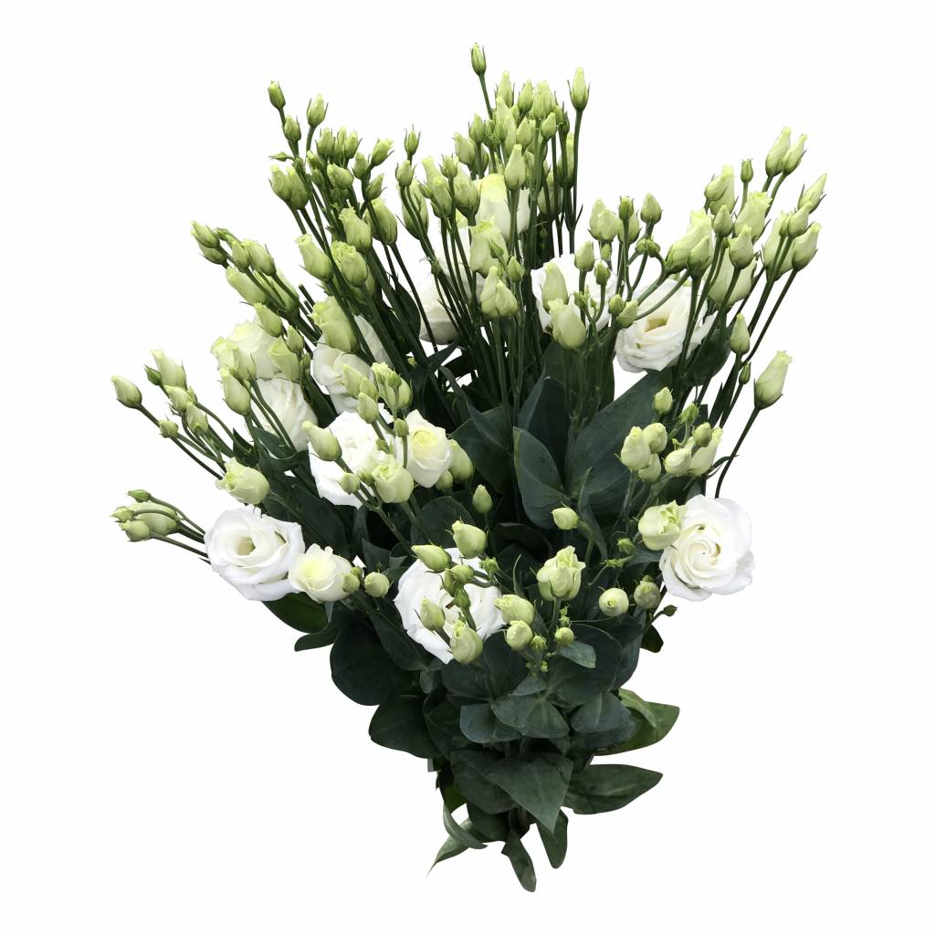 10 Eustoma Rosi White (Weiß)