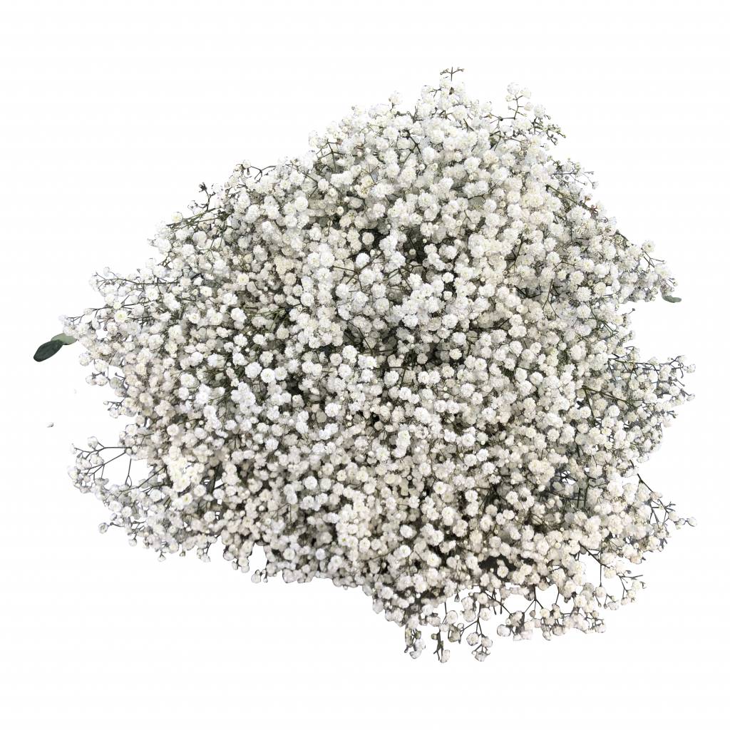 Schleierkraut