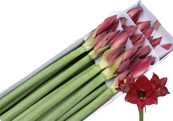 Amaryllis 'Tinto Night' – Dunkelrot, 1 Stiel mit mindestens 4 Knospen - ca. 50 cm