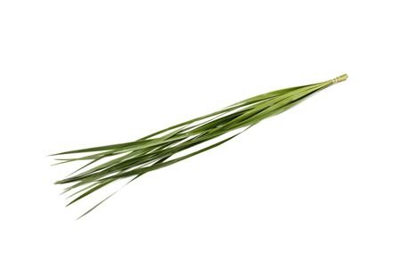 1 Bund Typha