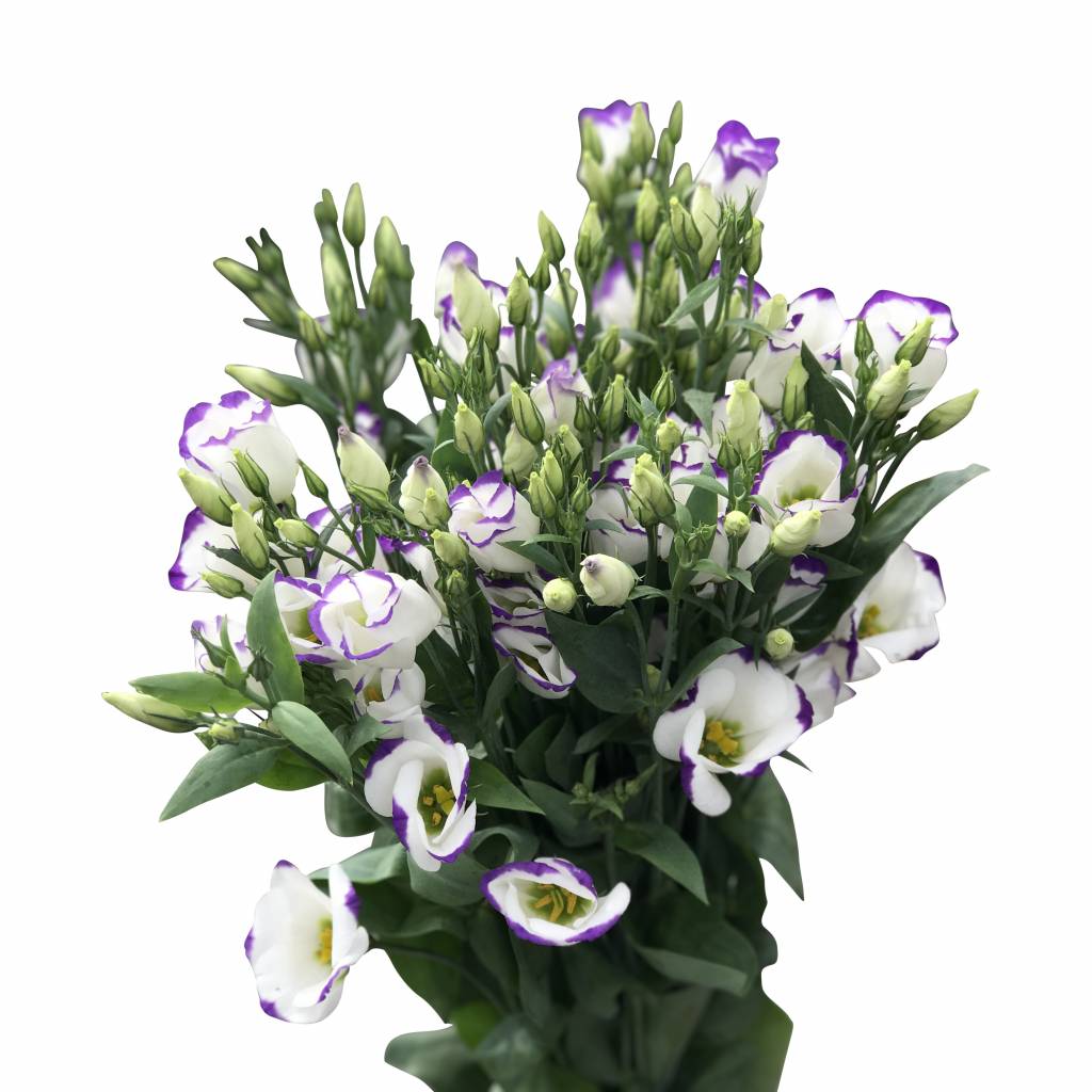 10 Eustoma Piccolo Blue (Blau-Weiß)