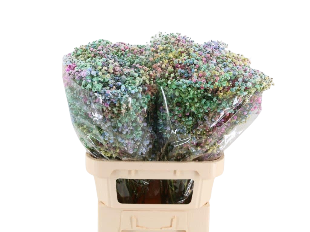 5 Stiele Schleierkraut Rainbow 5 Stiele Schleierkraut Rainbow