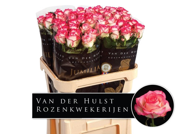 10 Rosen Jumilia
