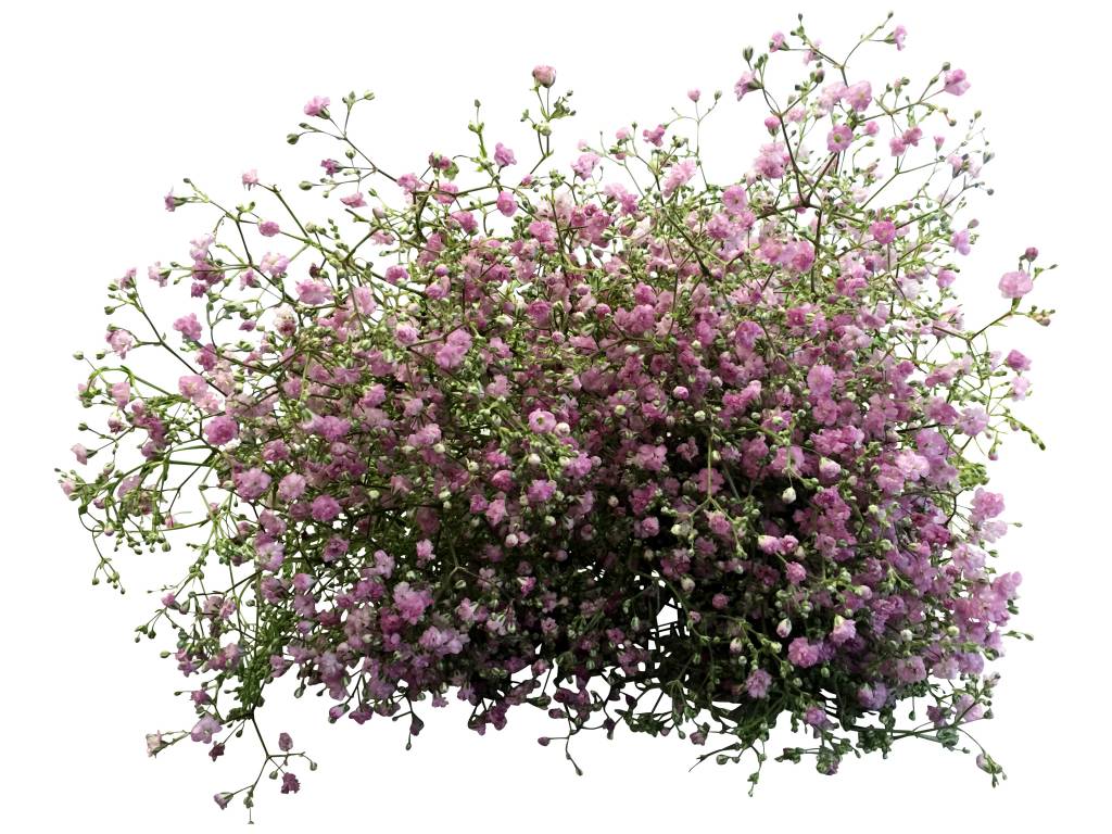 Schleierkraut Rosa