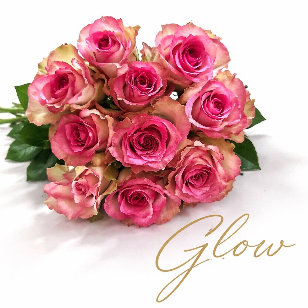 10 Rosen Glow