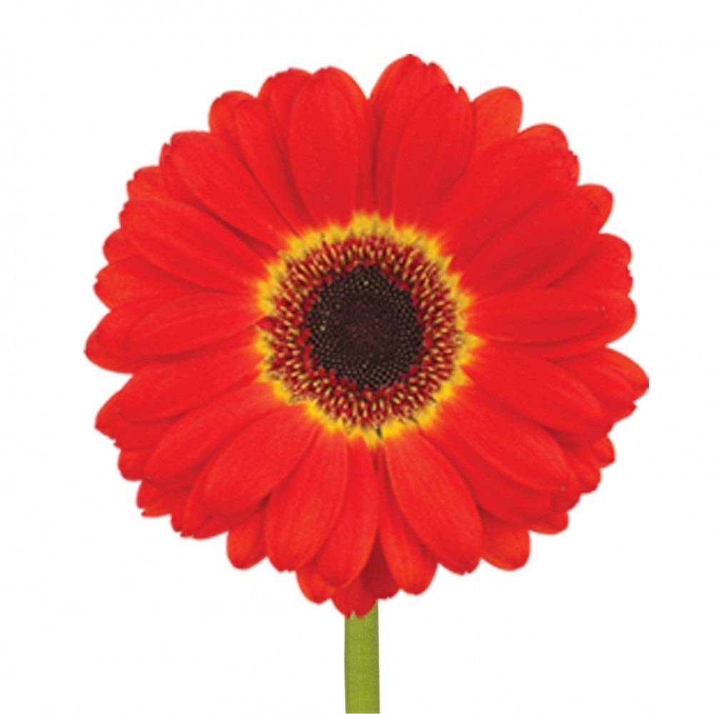 25 Gerbera Imax (Orange)