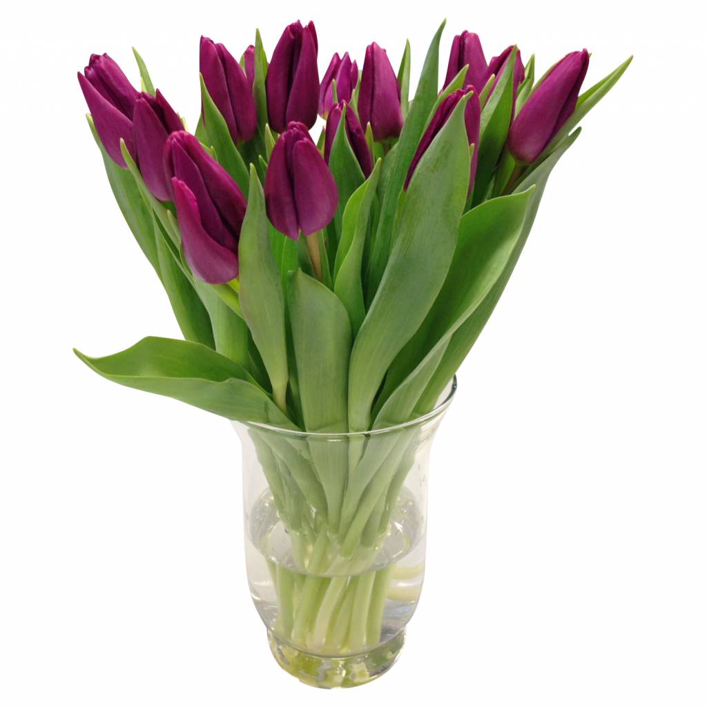 10 Tulpen Purple Prince 10 Tulpen Purple Prince