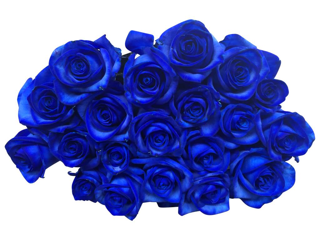 Rosen Blau Rosen Blau