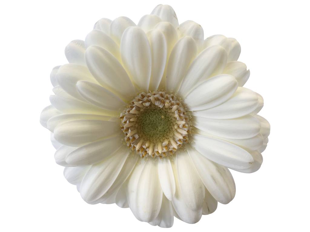 10 Mini Gerbera Albino (Weiß) 10 Mini Gerbera Albino (Weiß)