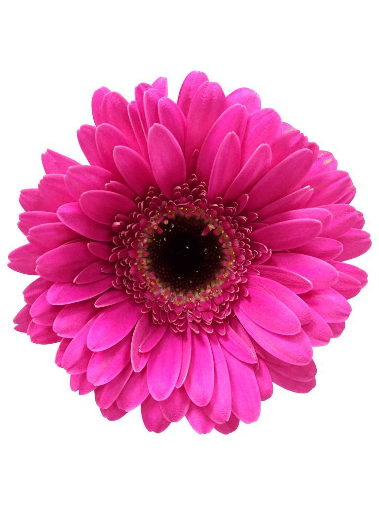 10 Mini Gerbera Whisper  (Pink)
