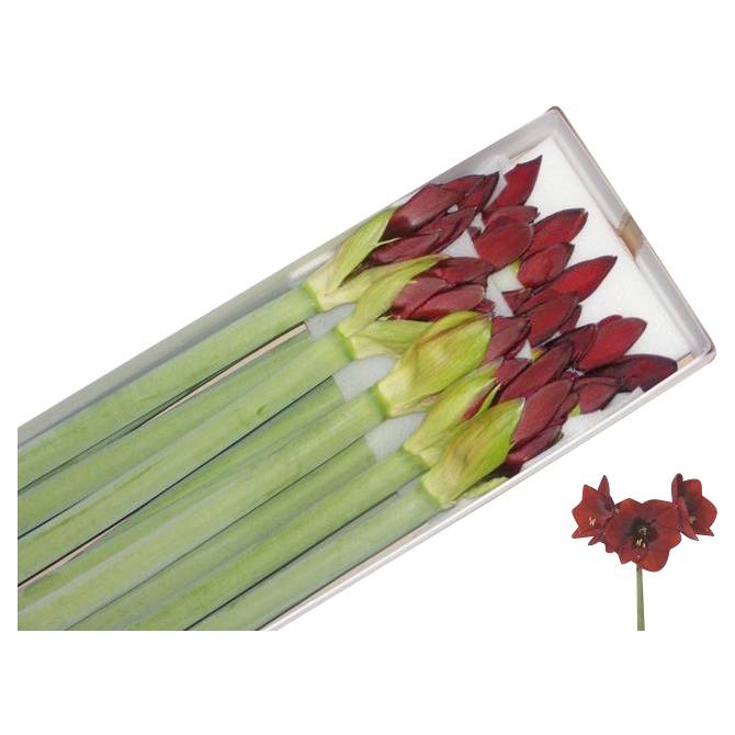 Amaryllis Royal Velvet