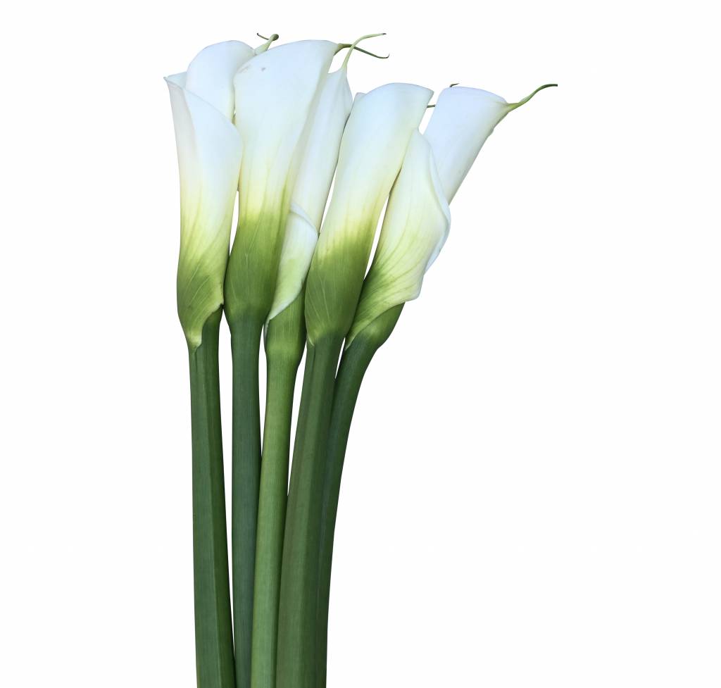 10 Calla Colombe Paix (Weiß)