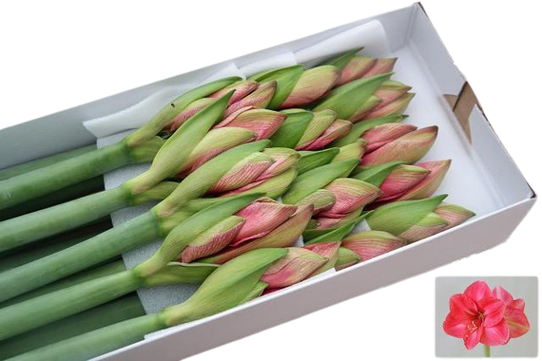 Amaryllis Telstar