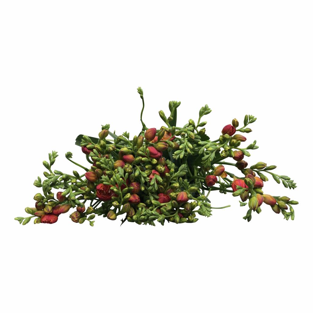 10 Freesien Mandarine  (Orange) 10 Freesien Mandarine  (Orange)