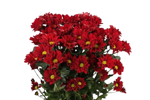5 Chrysanthemen Merlot 