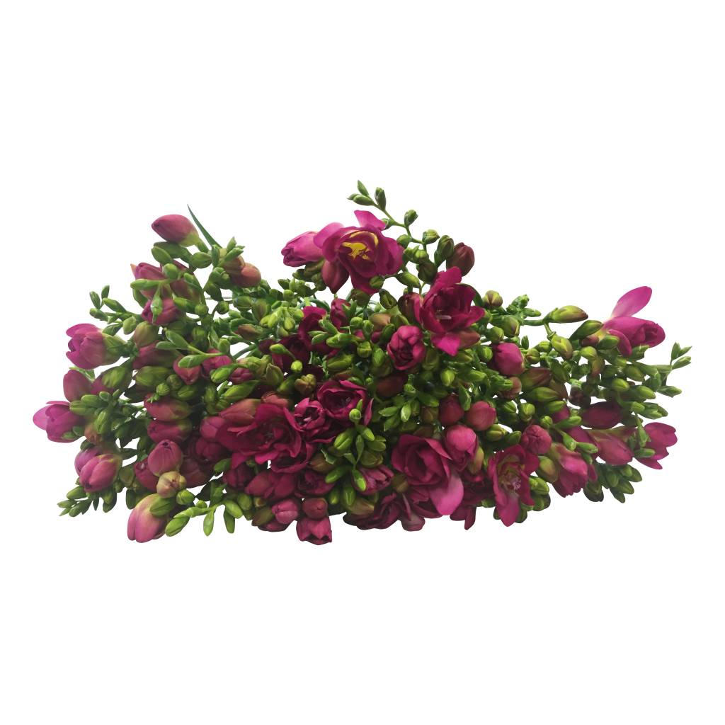 10 Freesien Purple Rain  (Pink)