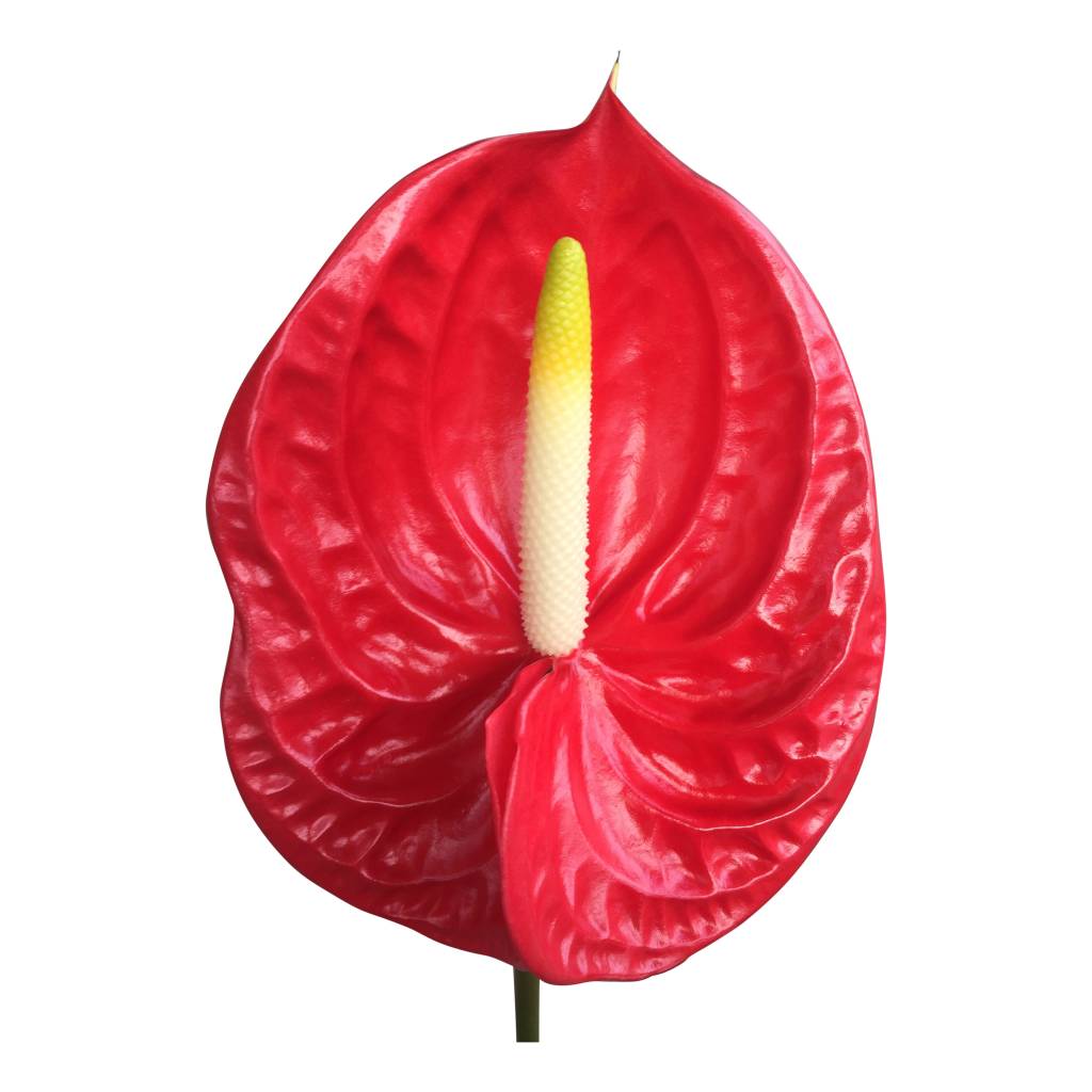 10 Anthurie Tropical (Rot)