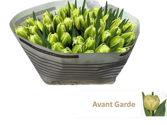 10 Tulpen Avant Garde