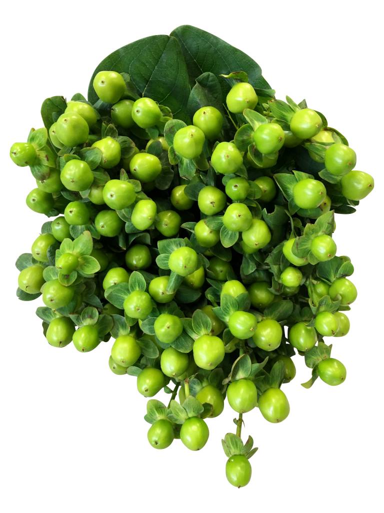 10 Hypericum Grün