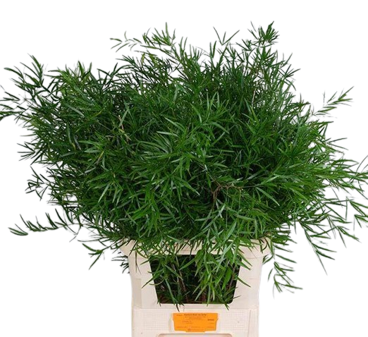 10 Stiele Asparagus Falcatus 10 Stiele Asparagus Falcatus