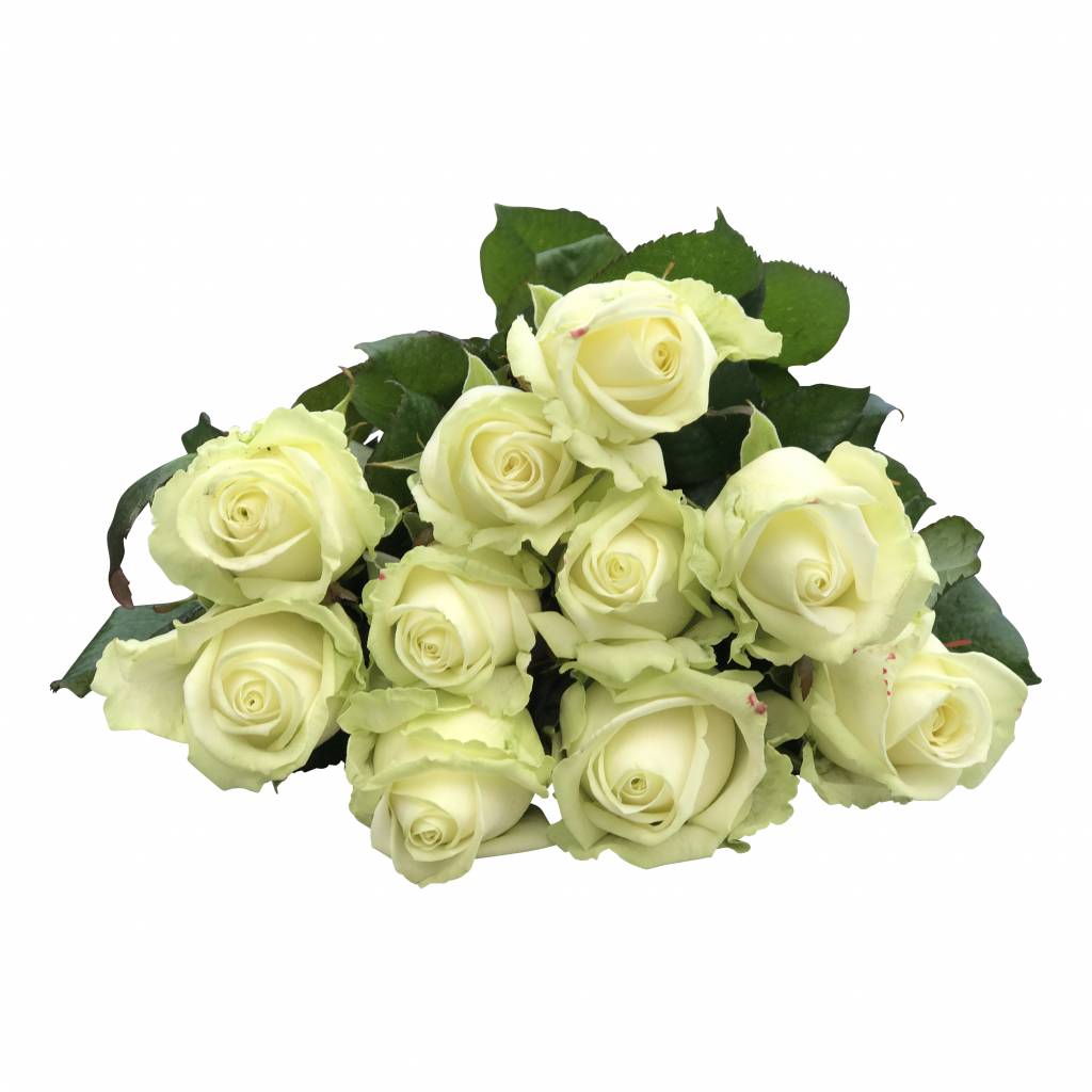 10 Premium-Rosen Weiß Avalanche