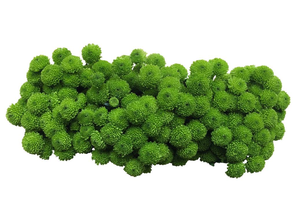 5 Santini Country (Grün) 5 Santini Country (Grün)