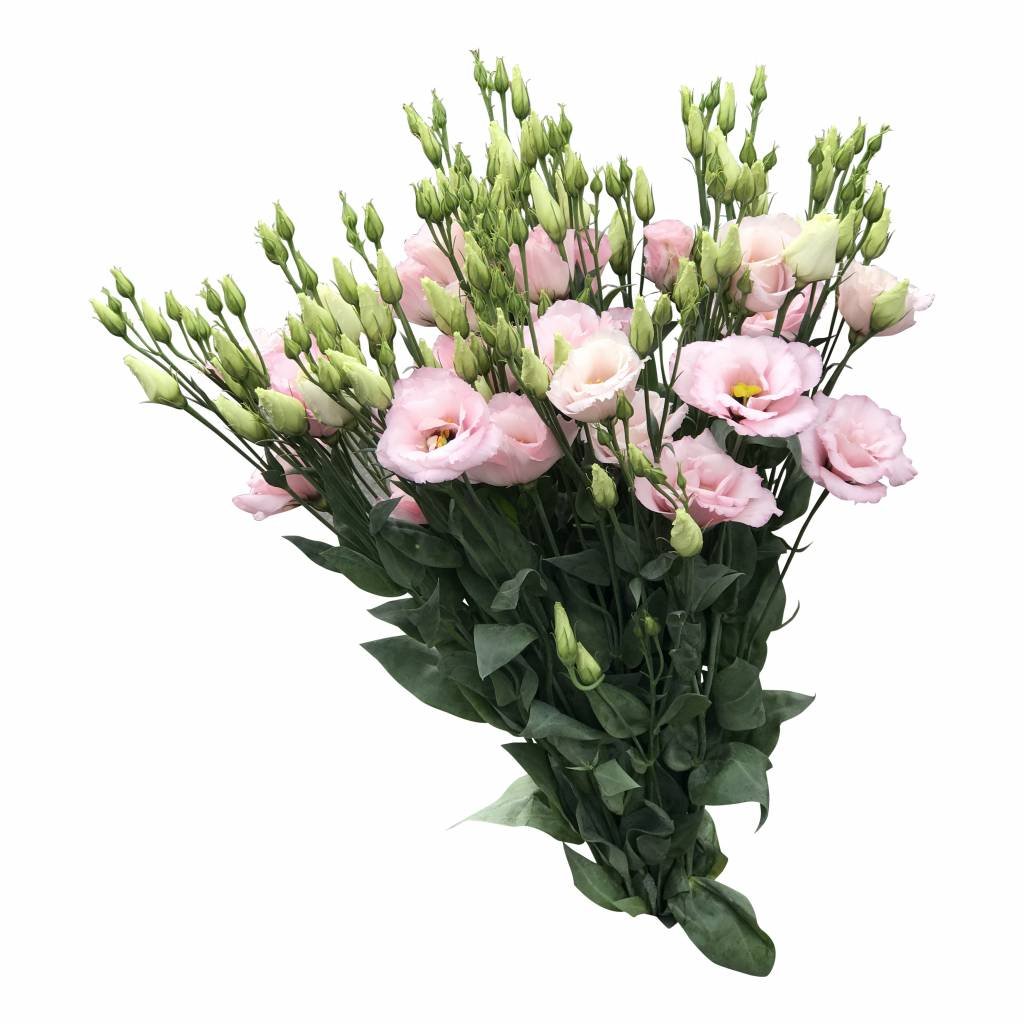 Eustoma