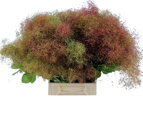 5 Stiele Perückenstrauch Cotinus blühend