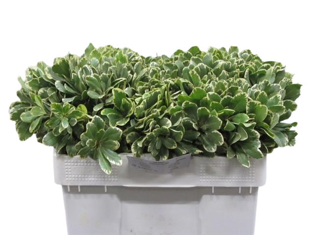 1 Bund Pittosporum tobira Ilan
