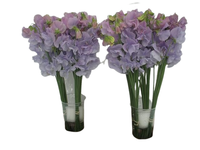 10 Wicken 'Winter Sunshine Lavender'