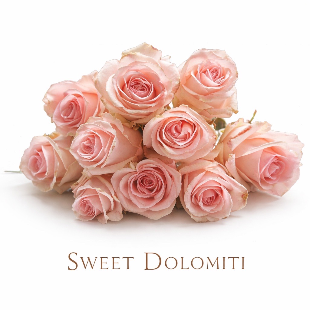 10 Premium-Rosen Sweet Dolomiti (Rosa)
