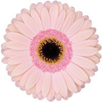 25 Gerbera Alliance (Zart Rosa)