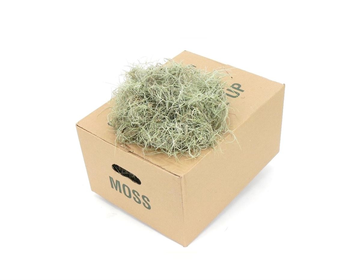 1 Kiste Tillandsia Moos Fein