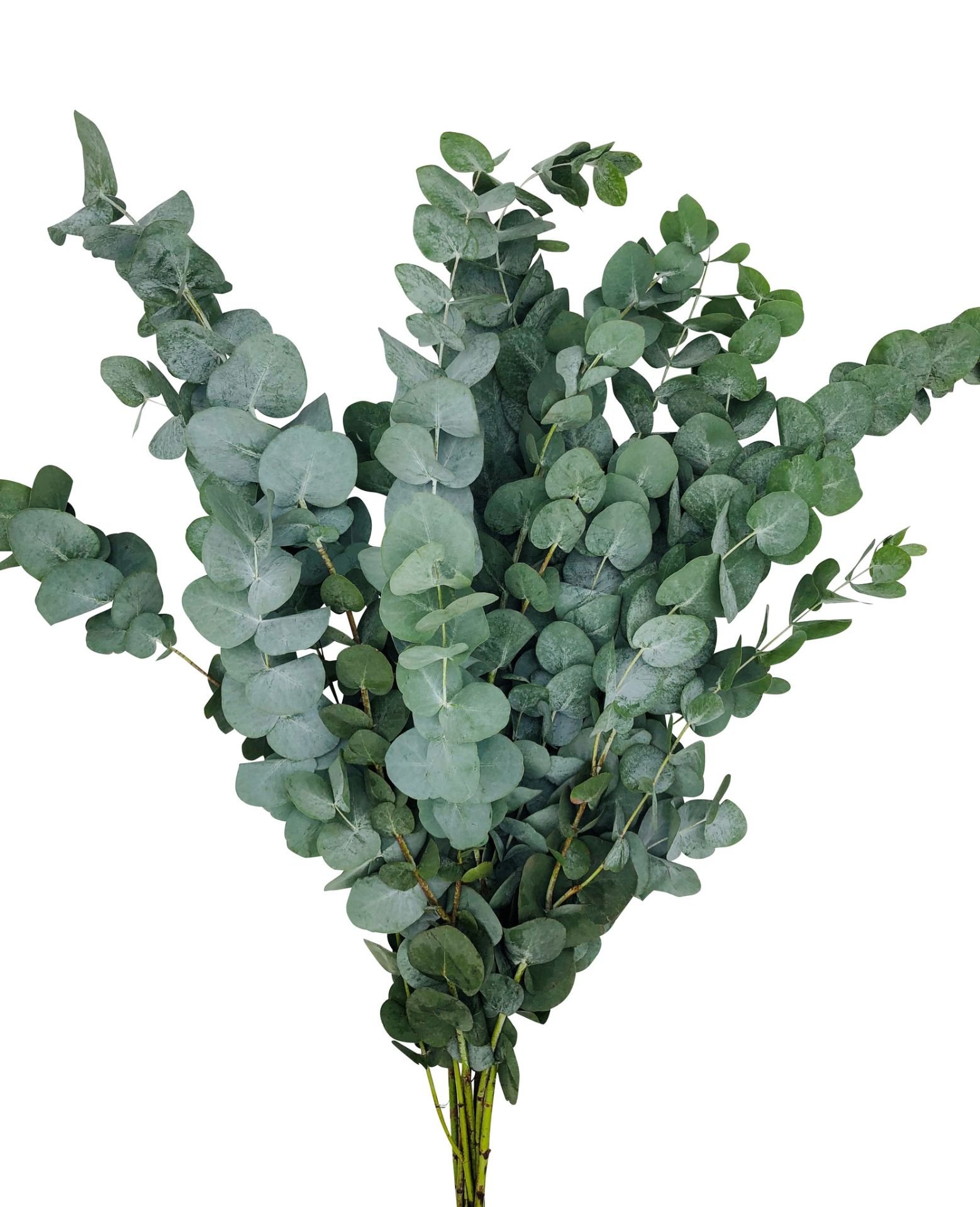 Eukalyptus