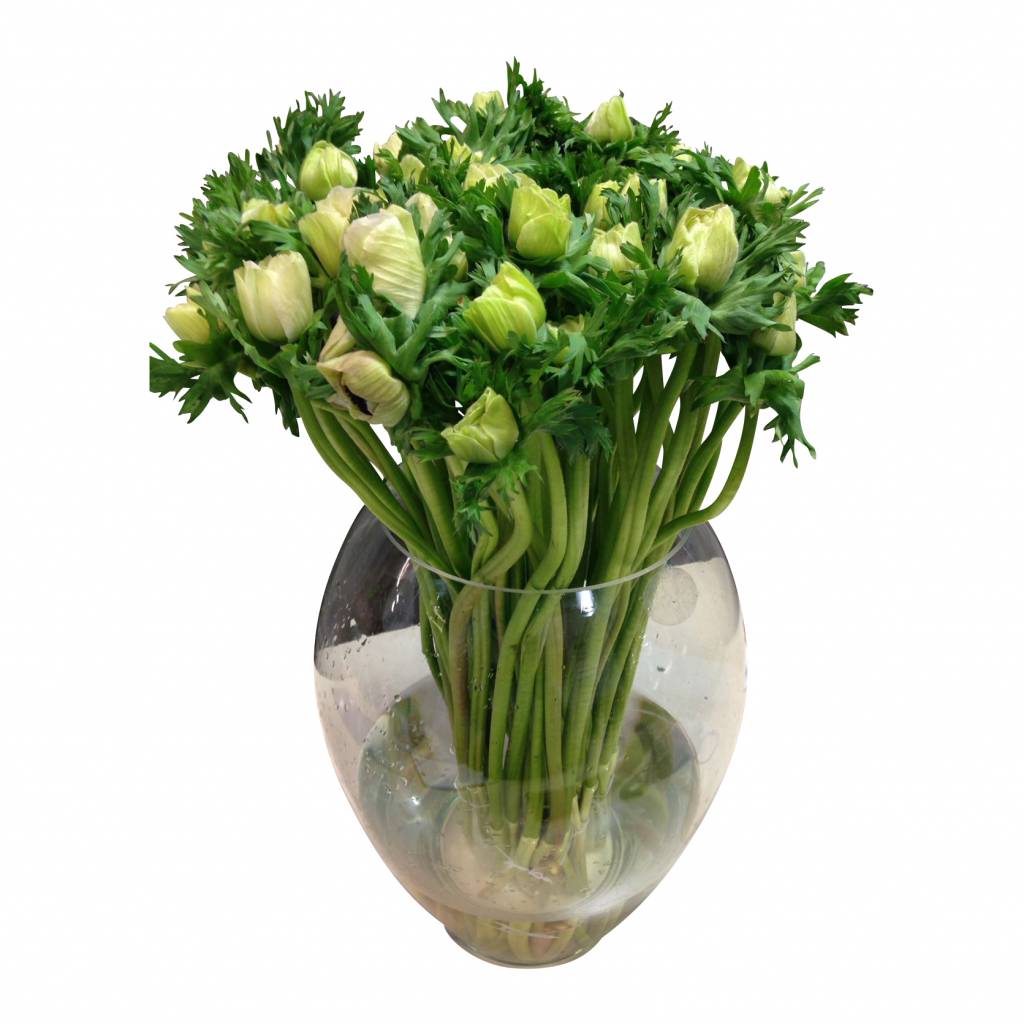 10 Anemonen Galil Weiß