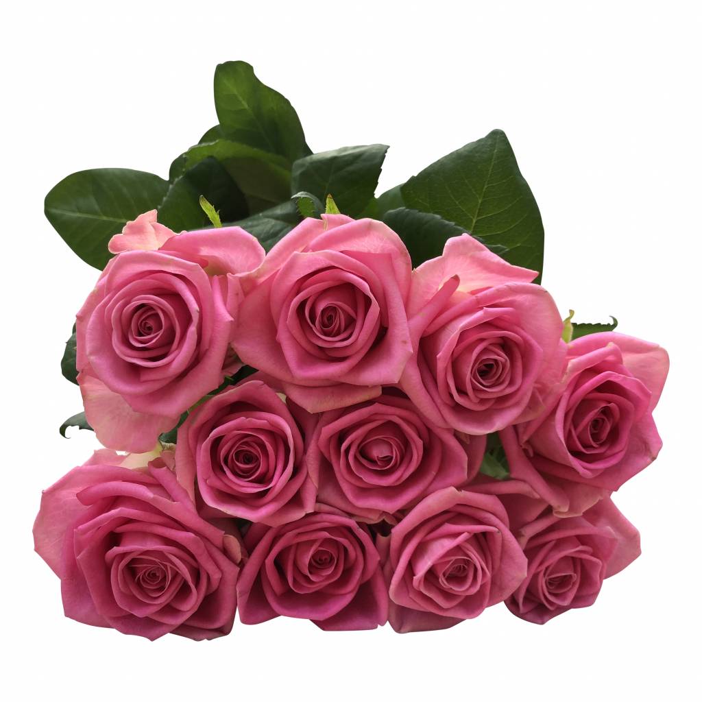 10 Premium-Rosen Aqua