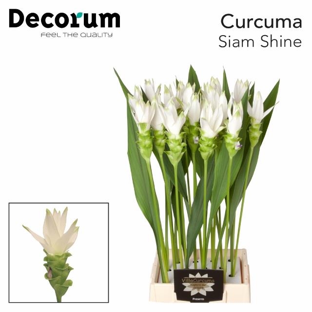 1 Stiel Curcuma Alismatifolia Siam Shine