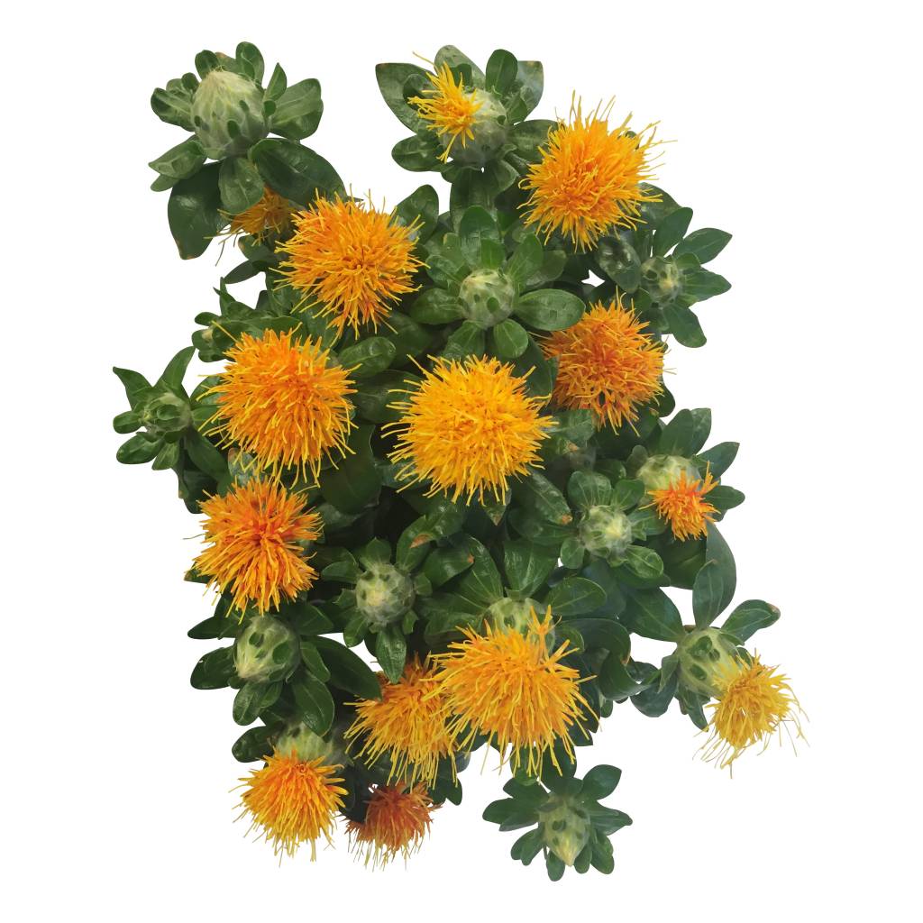 5 Carthamus