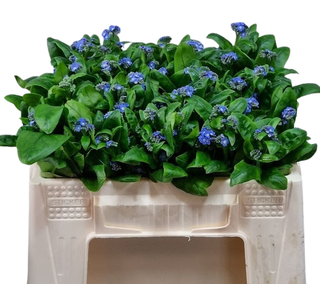 10 Myosotis Blau 10 Myosotis Blau