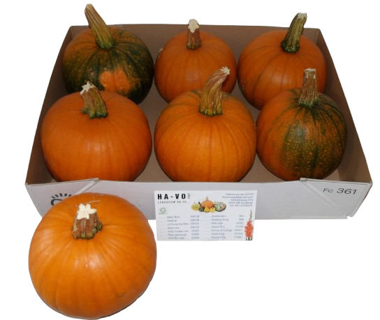1 Stück Cucurbita maxima 'Halloween 1 Stück Cucurbita maxima 'Halloween
