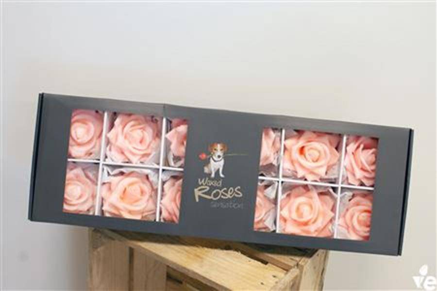12 Wachsrosen Sensations im Karton (Apricot)