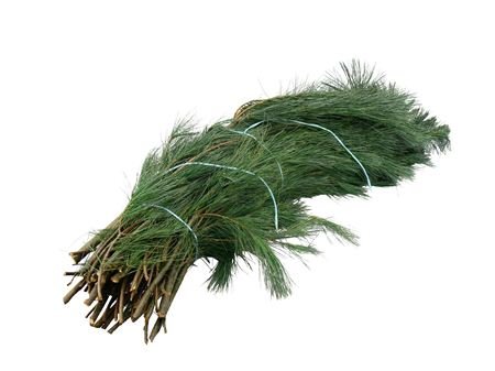1 Bund Seidenkiefer (ca. 500 Gramm)