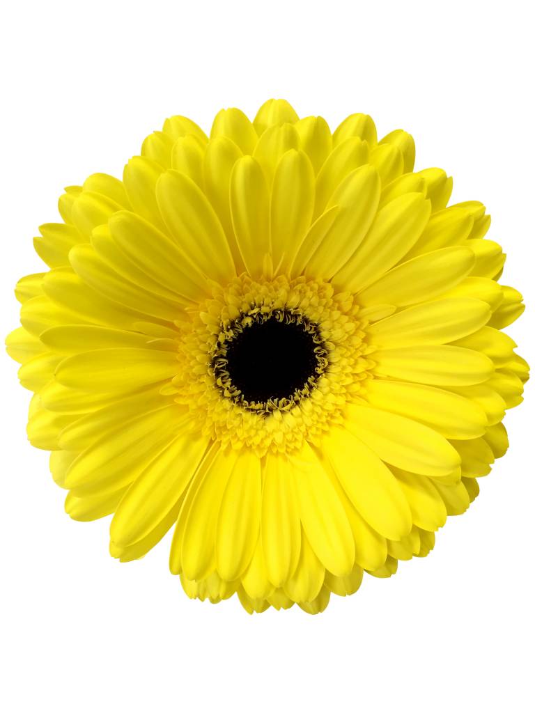25 Gerbera Wake Up (Gelb)