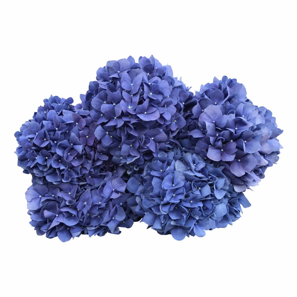 5 Hortensien Blau 5 Hortensien Blau
